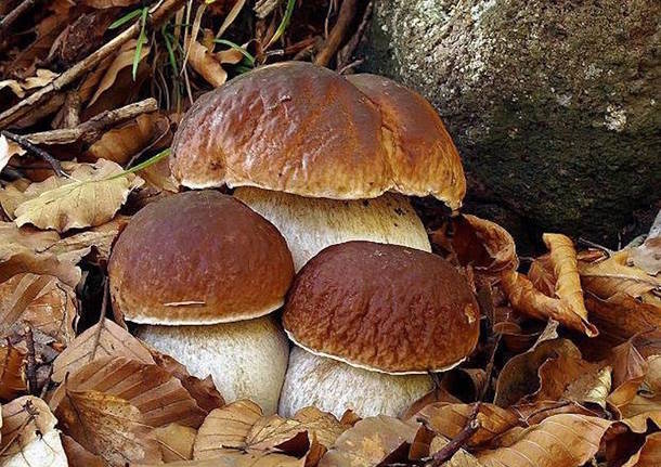 Avvertenze sul consumo dei funghi